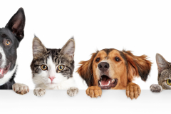 Cats and Dogs Peeking Over White Web Banner