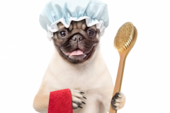 Pug puppy with shower cap holding towel and bath brush. isolated on white background