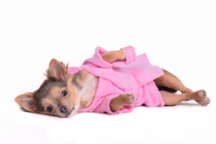 Relaxed chihuahua puppy wearing bathrobe lying after bathing