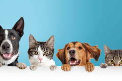 Cats and Dogs Peeking Over White Web Banner